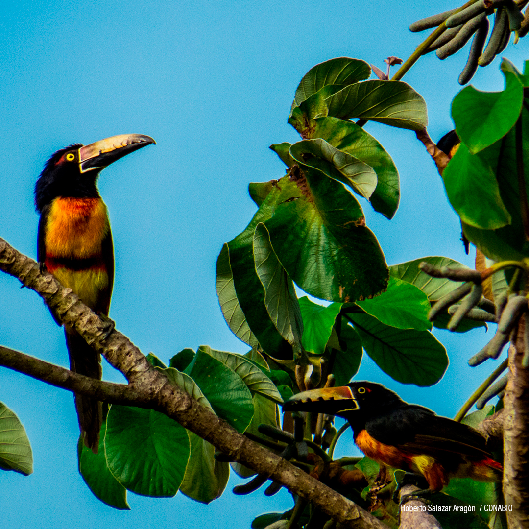 Tucancillo collarejo