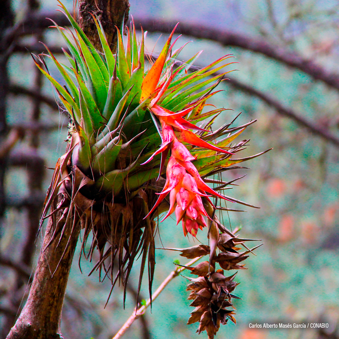 bromelia