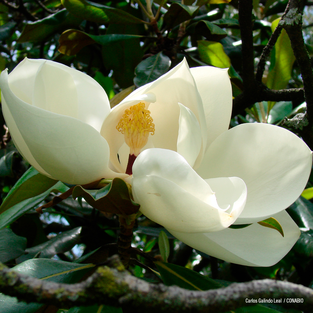 magnolia