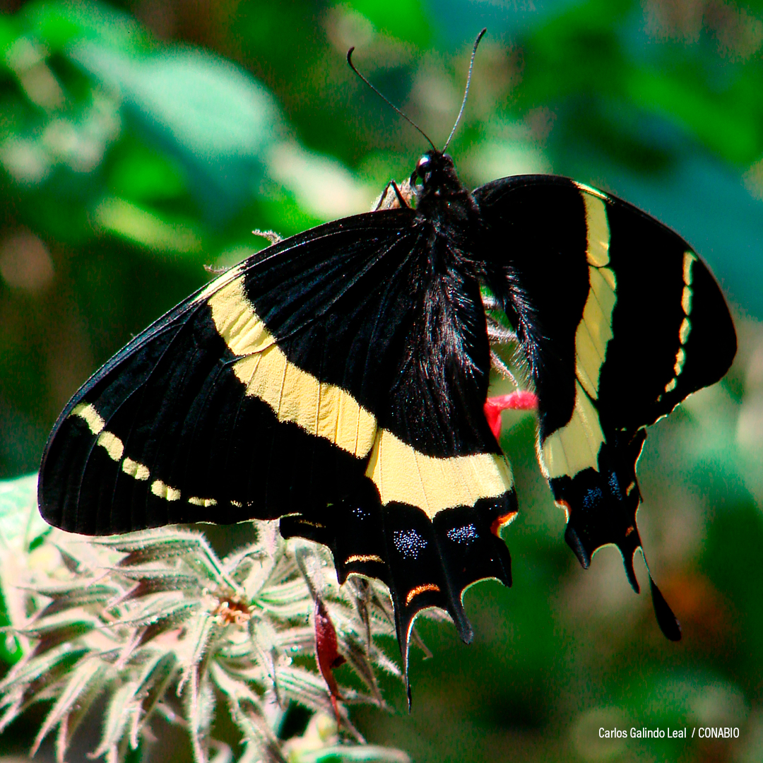 Mariposa Cometa Chinanteca