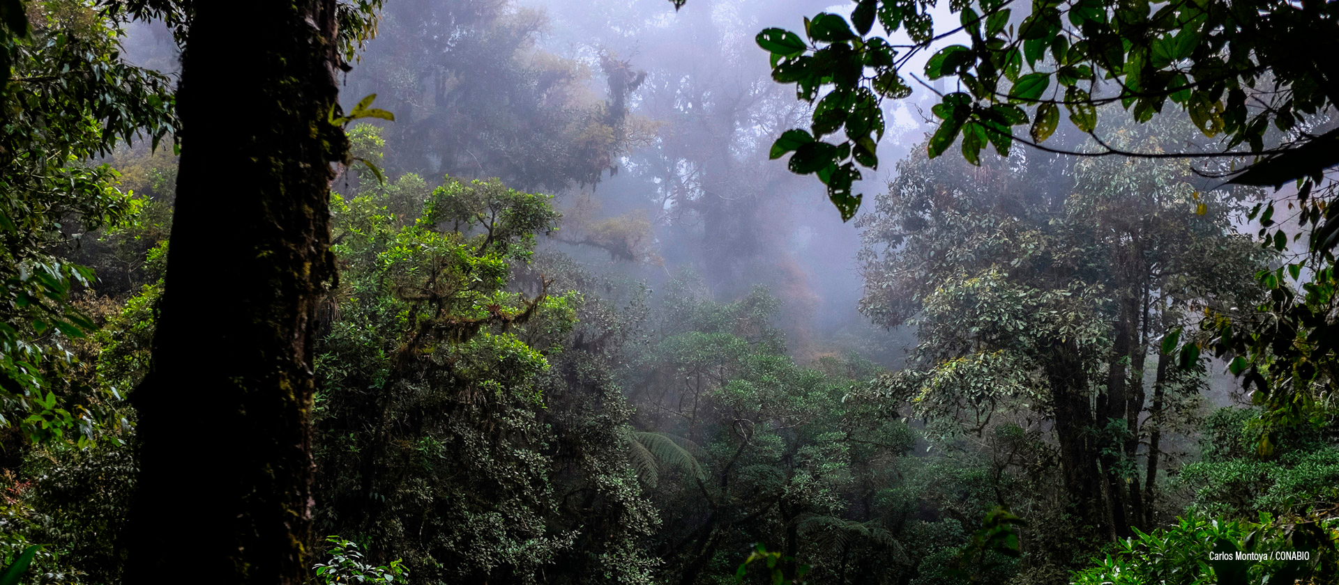 El Triunfo Chiapas