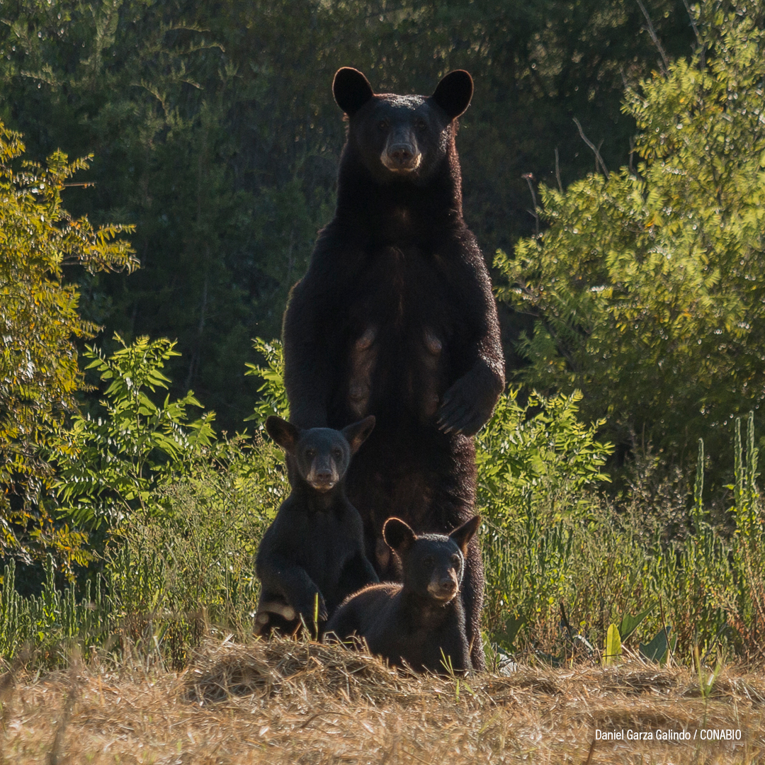 Oso negro