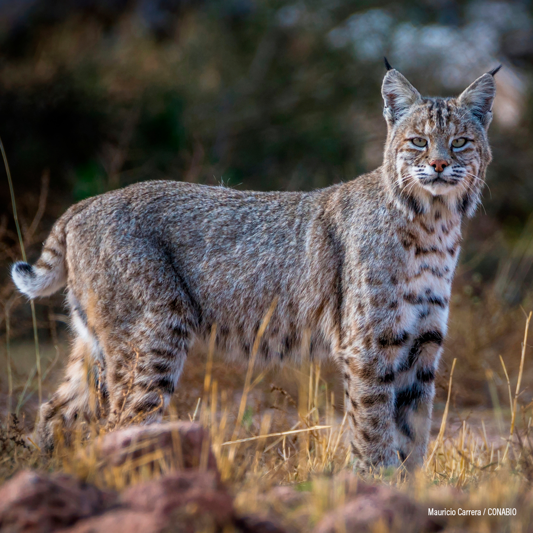 Lince americano