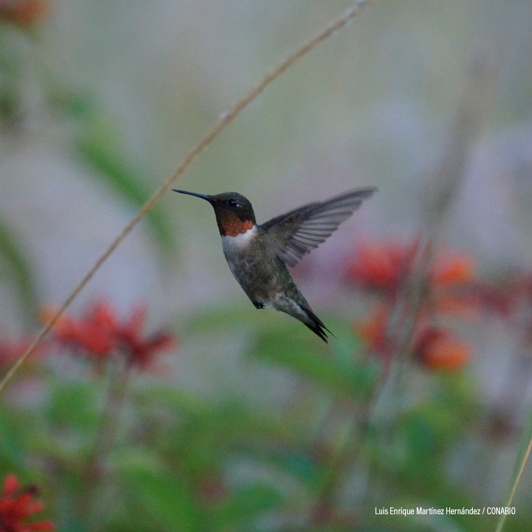 Colibrí garganta rubí