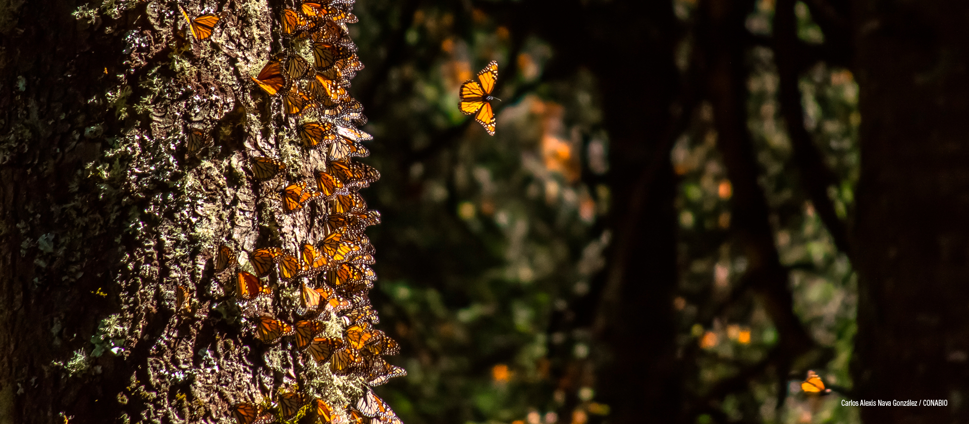 Michoacán, México