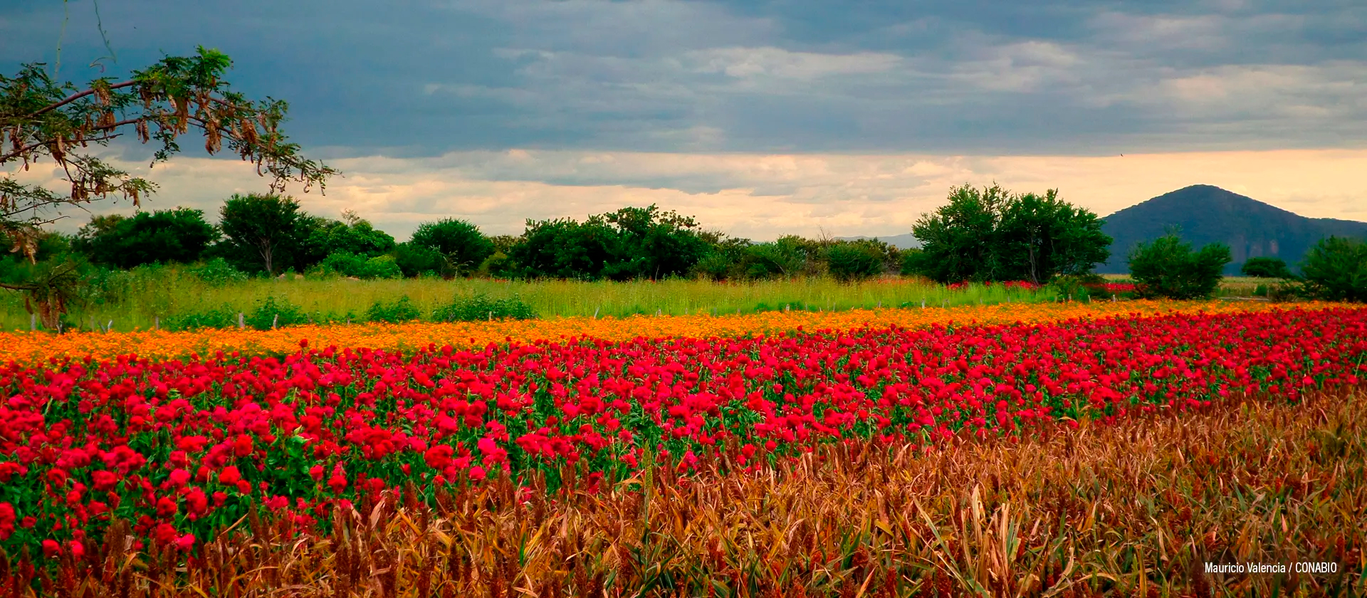 Cultivo de cempasúchil, Morelos México