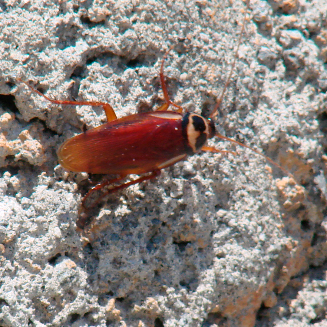 cucaracha