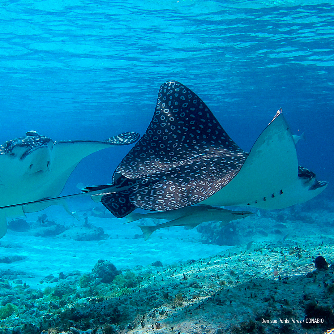 Manta águila