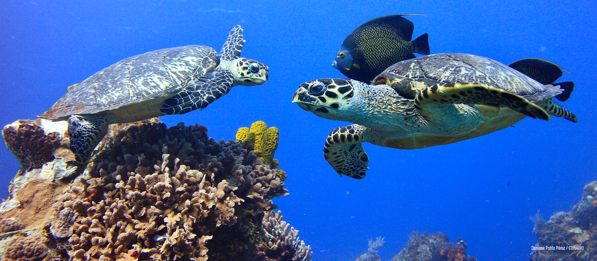 Cozumel, Quintana Roo, México