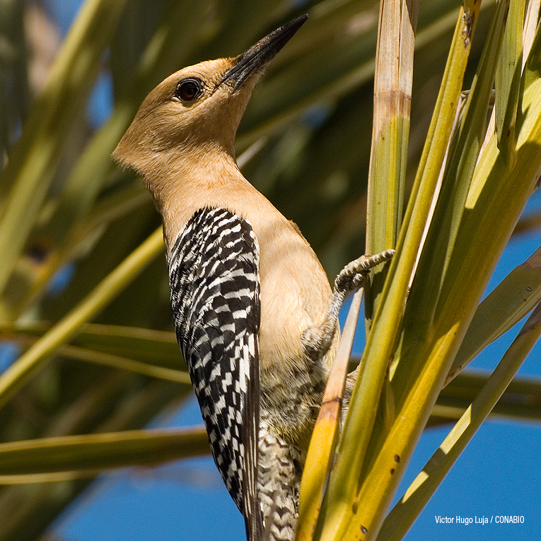 Pájaro Carpintero de Gila