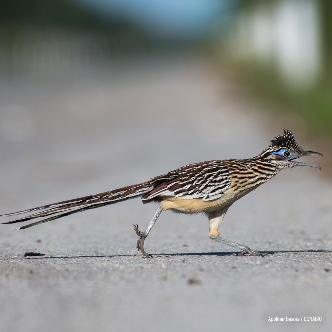 Correcaminos