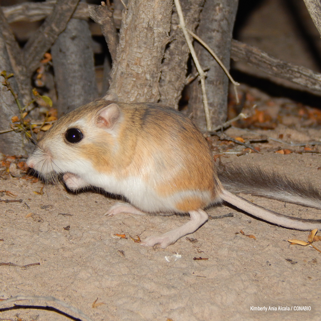 Rata Canguro