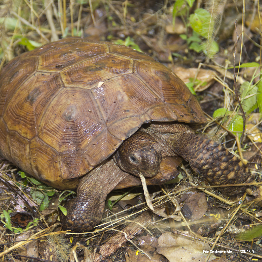 Tortuga del Desierto