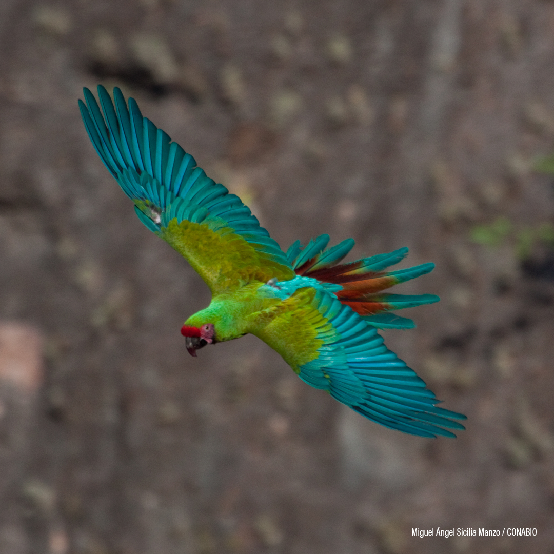 Guacamaya verde