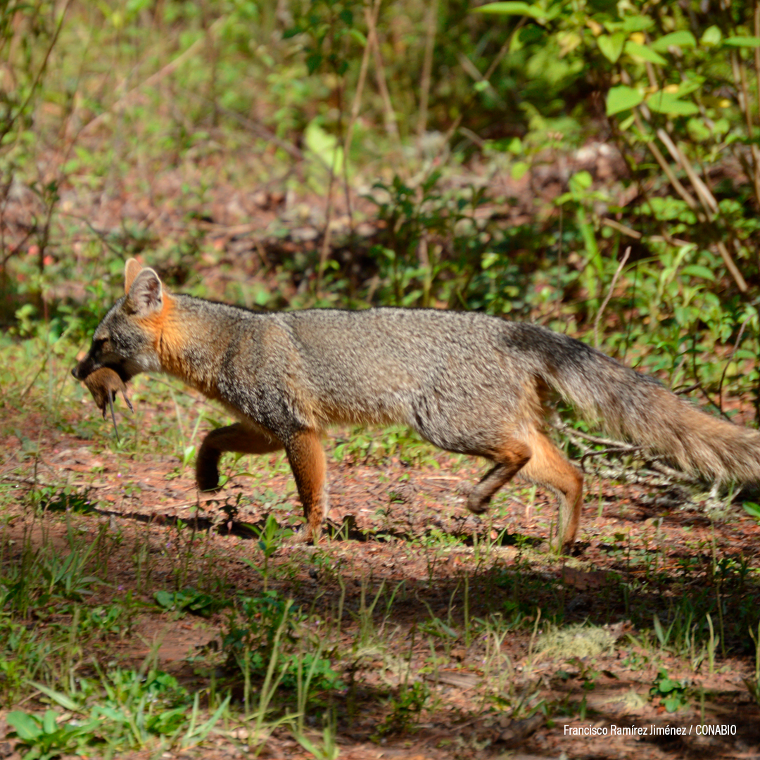 Coyote