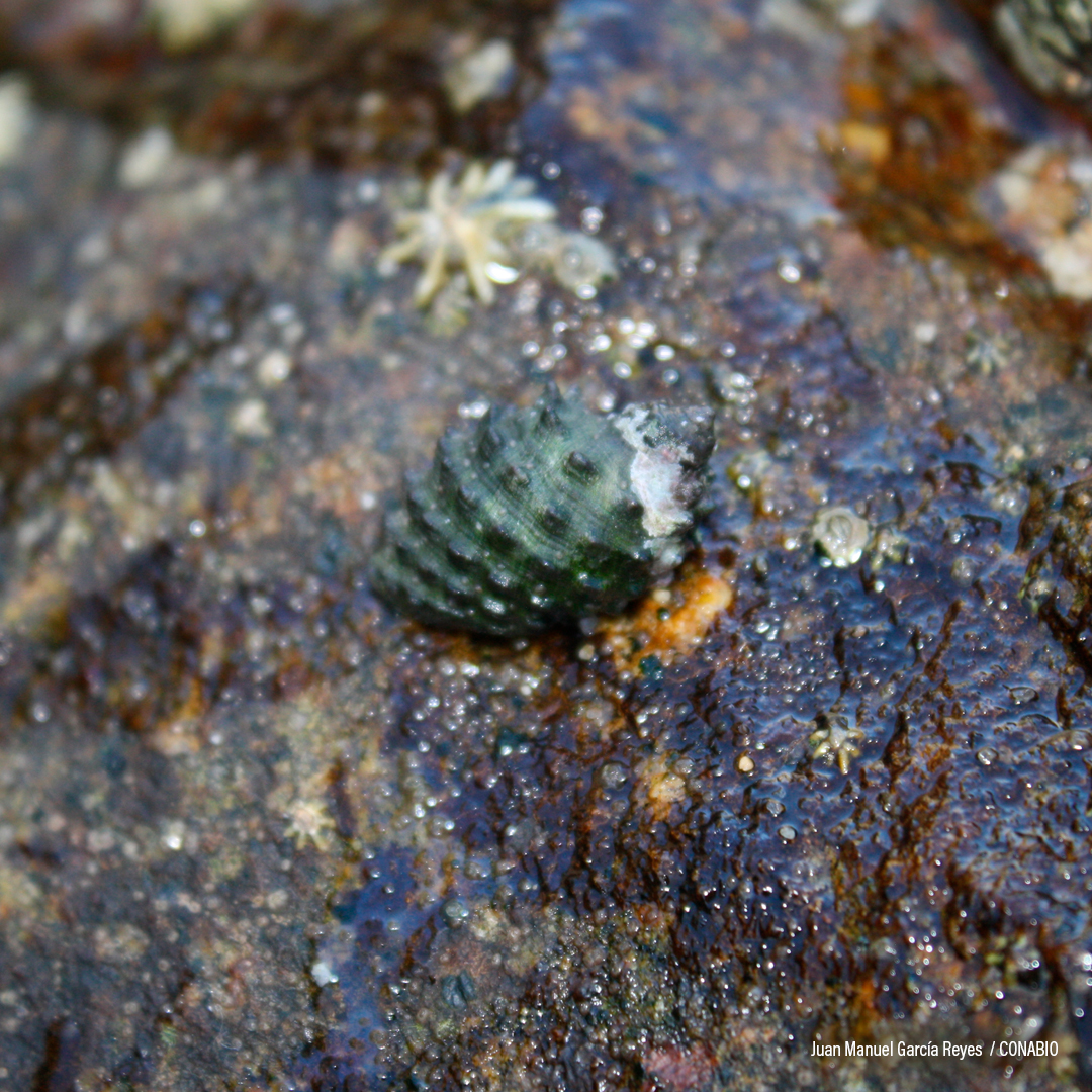 Caracol Púrpura