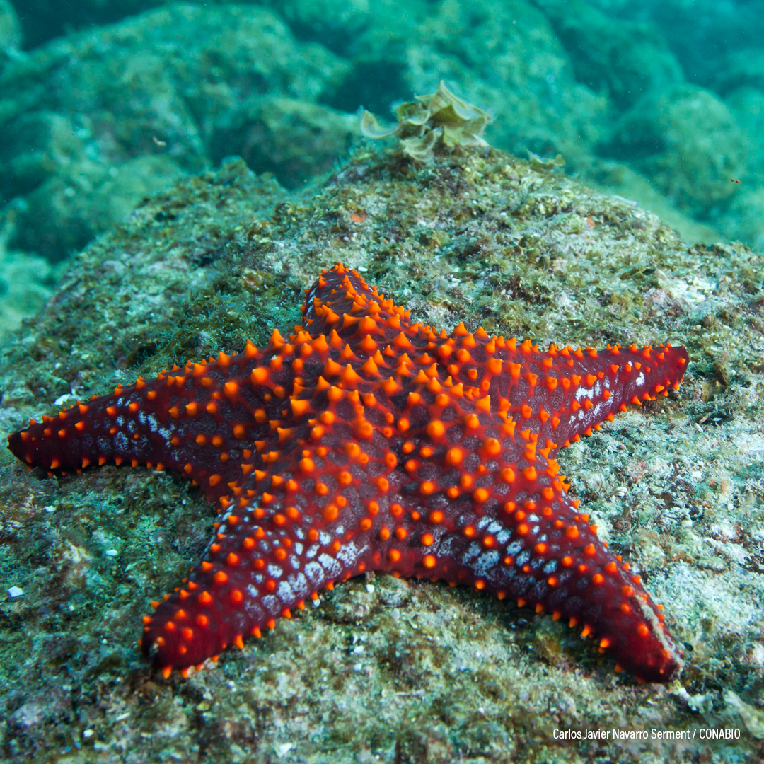 Estrella de Mar