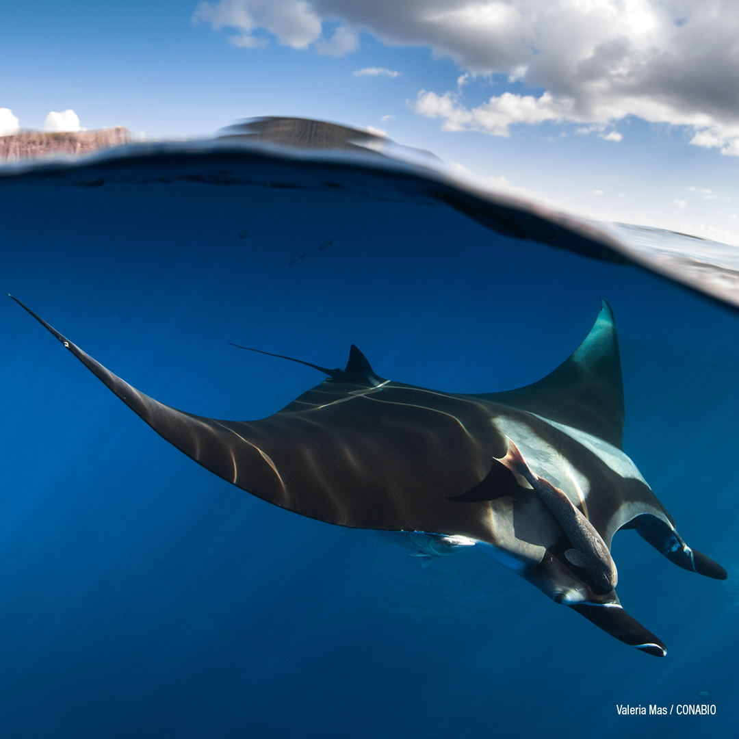 Mantarraya Gigante