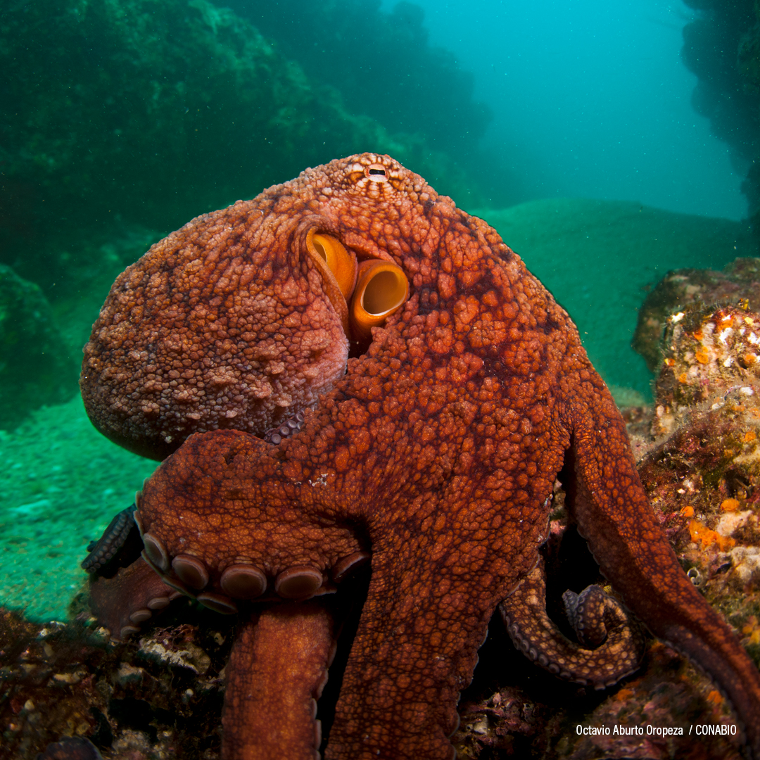 Pulpo