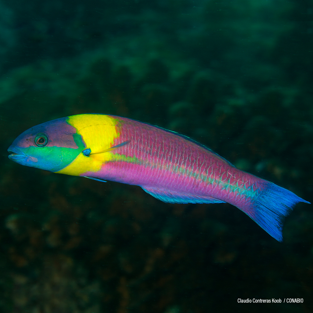 Arcoiris de Cortés