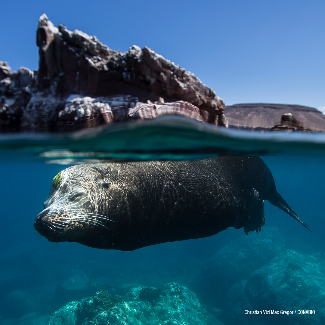 Lobo marino californiano