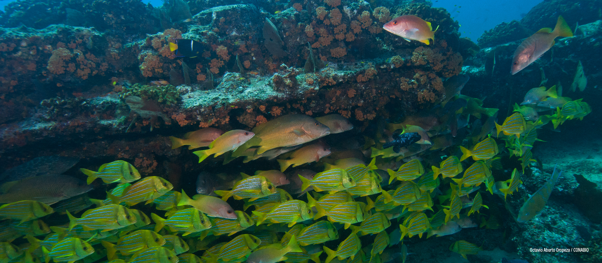 Cabo Pulmo, Baja California Sur