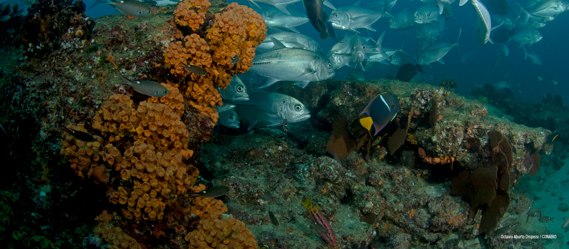 Cabo Pulmo, Baja California Sur