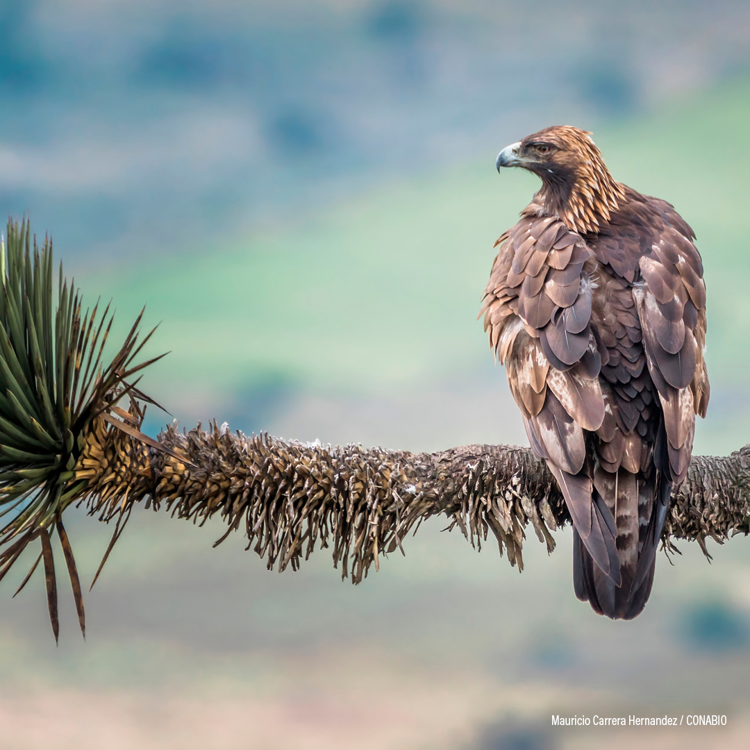 Águila Real