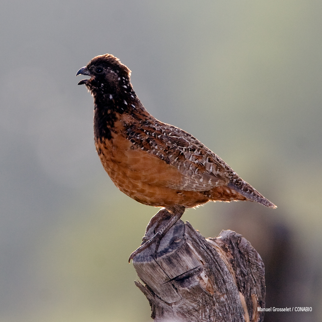 Codorniz Mascarita