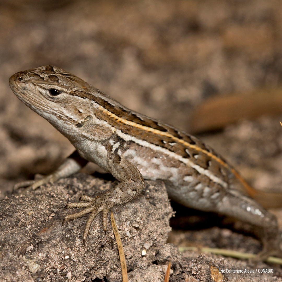 Lagartija del zacate