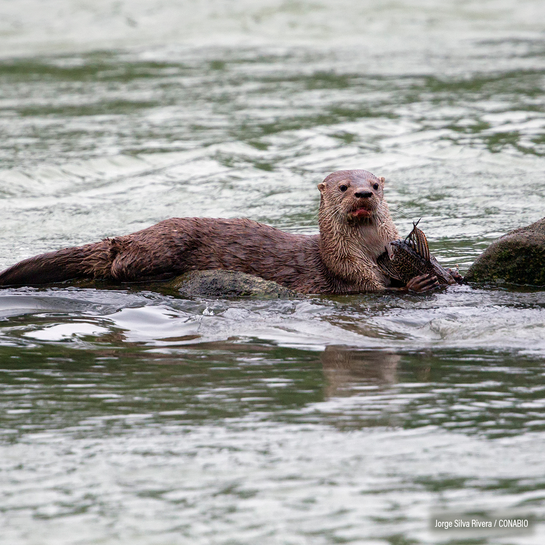 Nutria de río