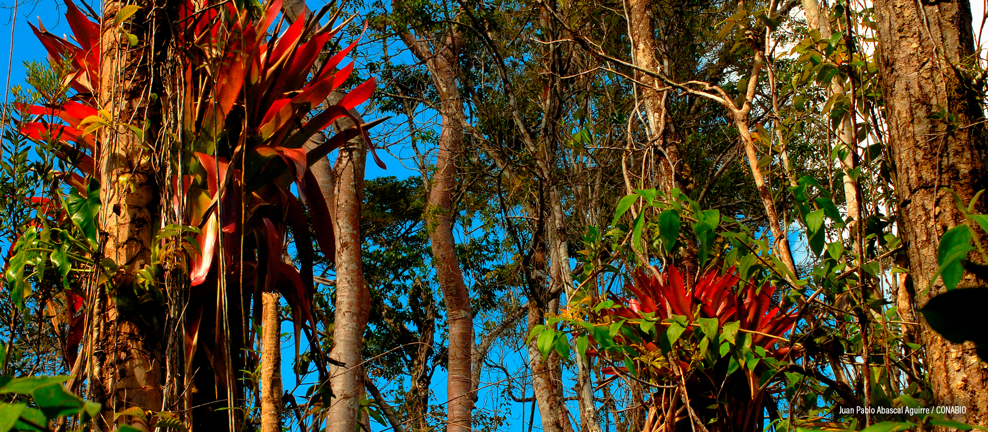 Montes azules, Chiapas