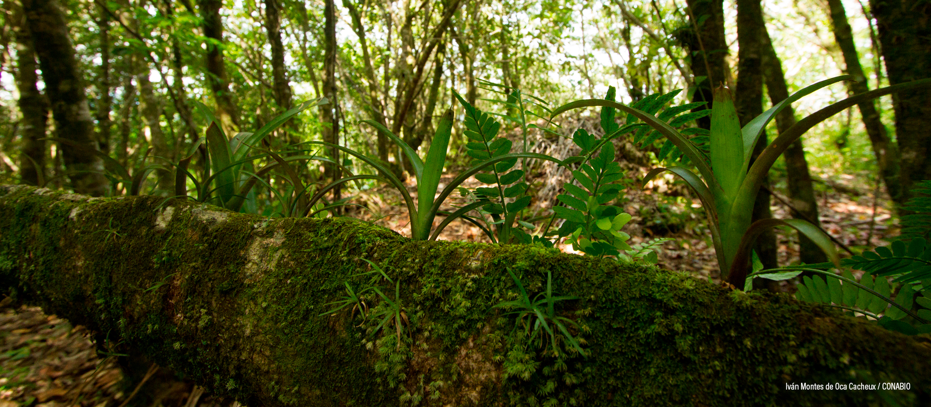 Ocosingo, Chiapas