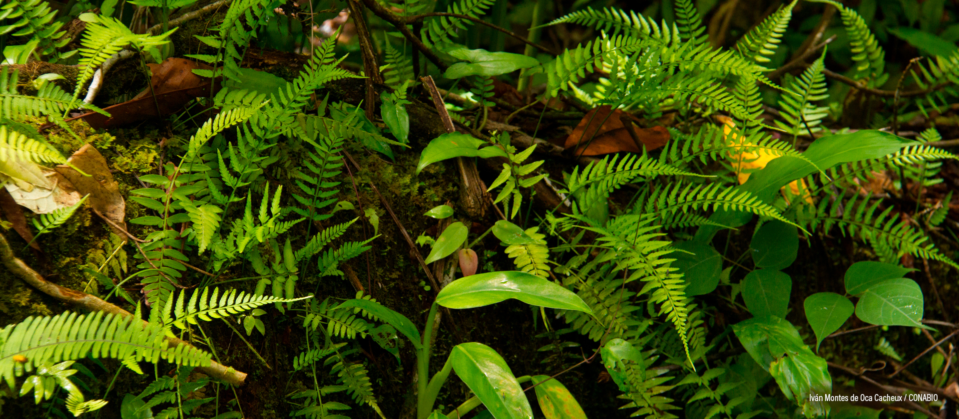 Ocosingo, Chiapas