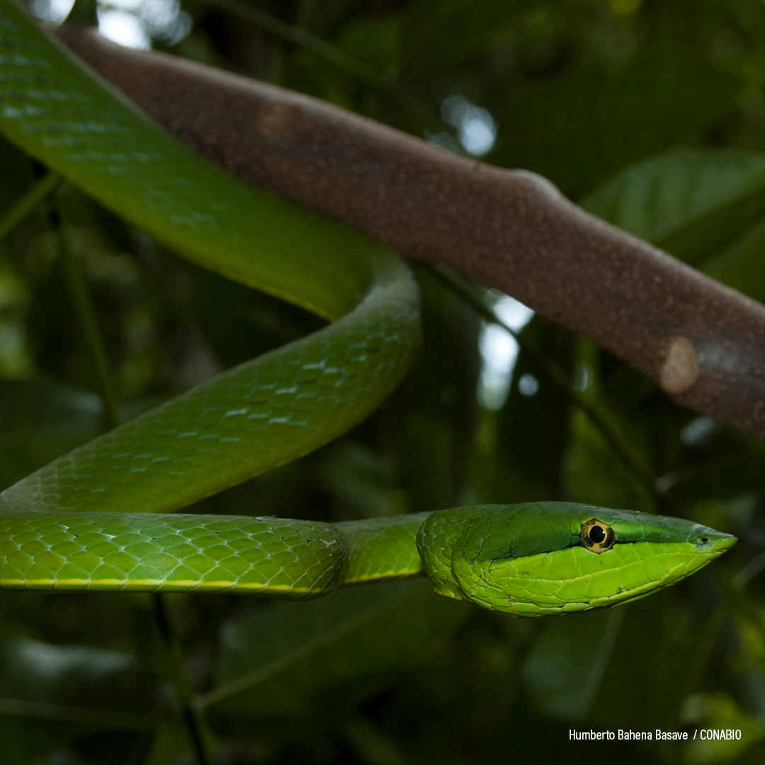 Culebra Bejuquilla Verde