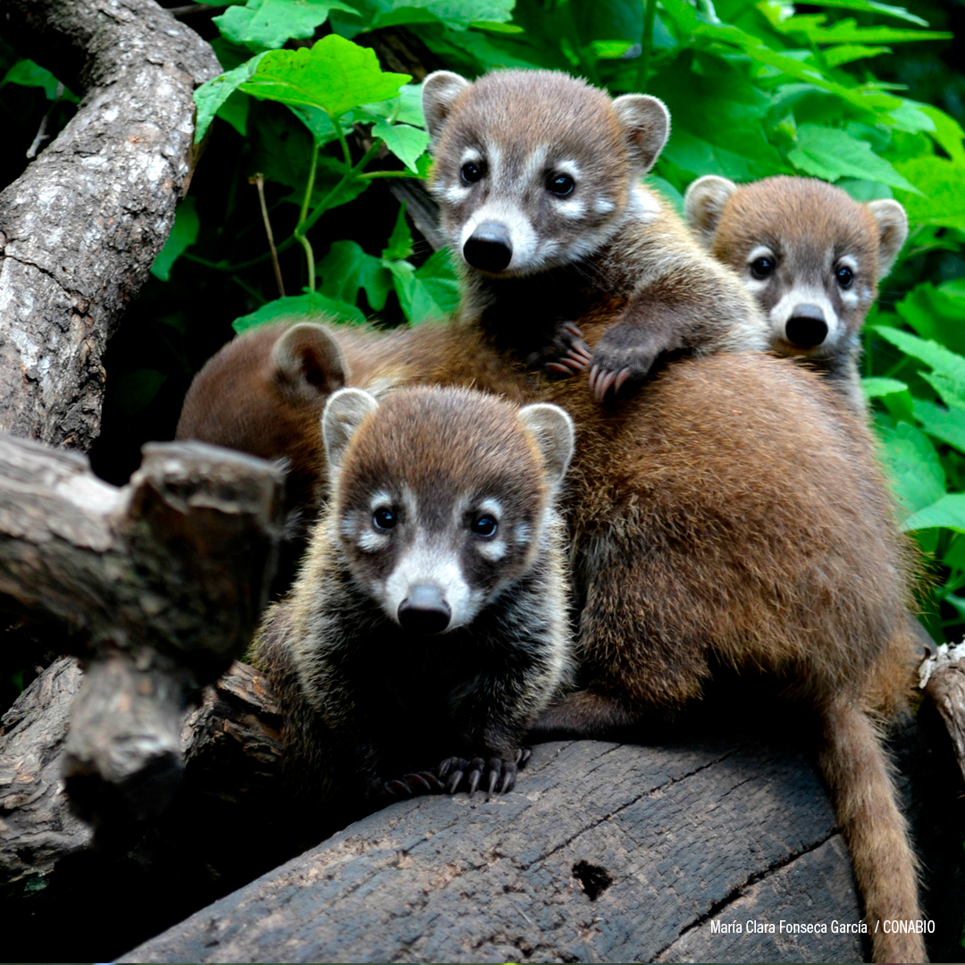 Coatí