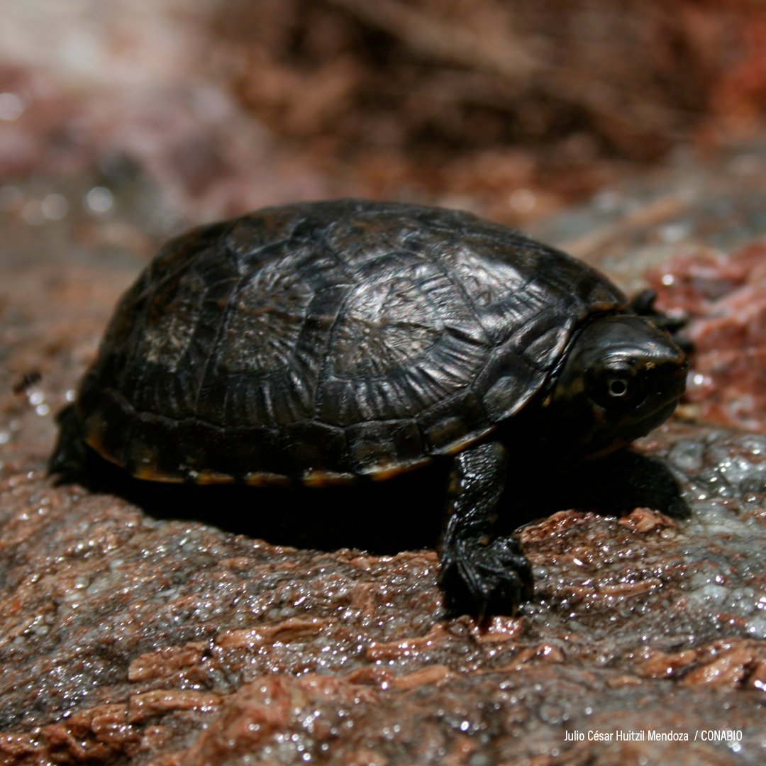 Tortuga pecho quebrado mexicana