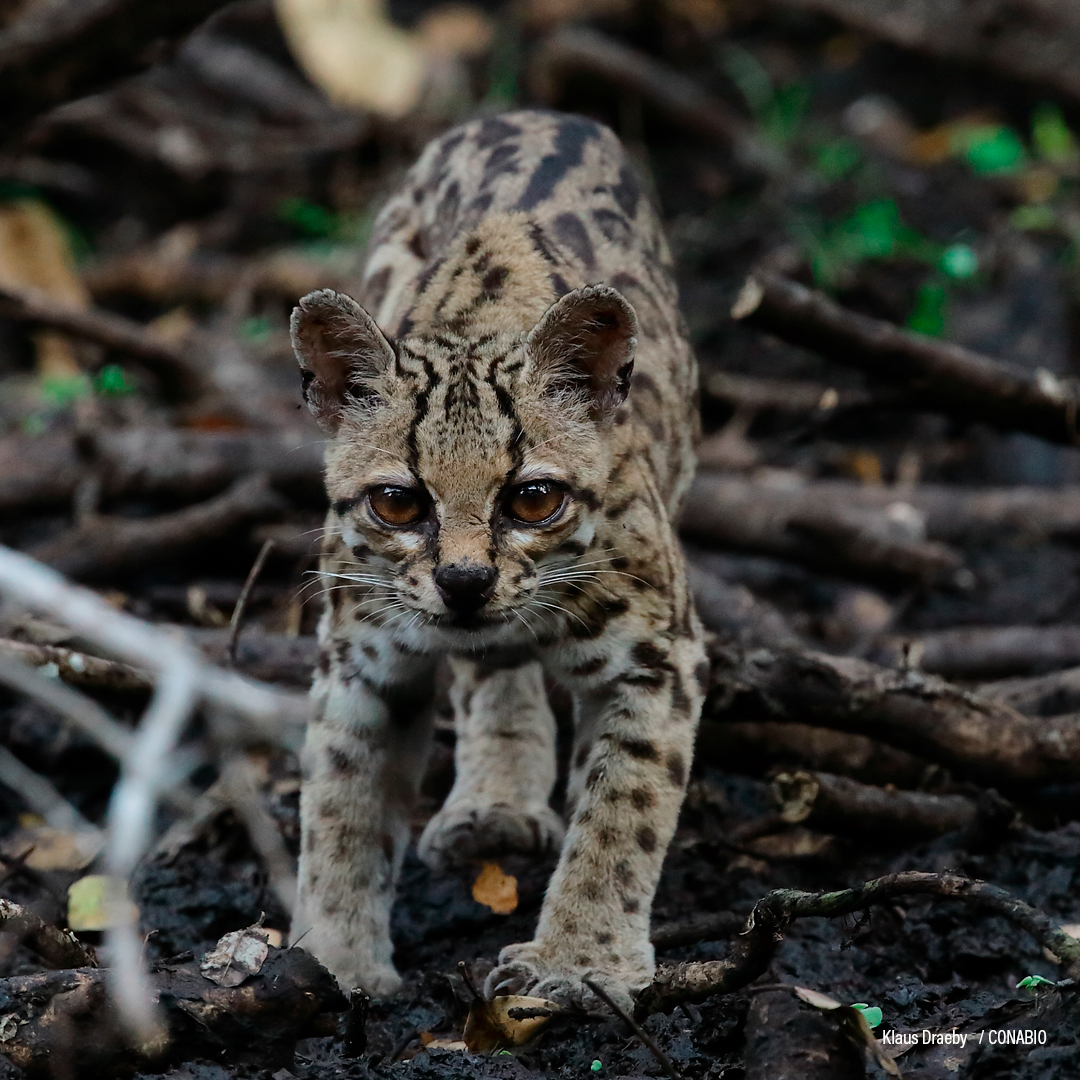 Ocelote