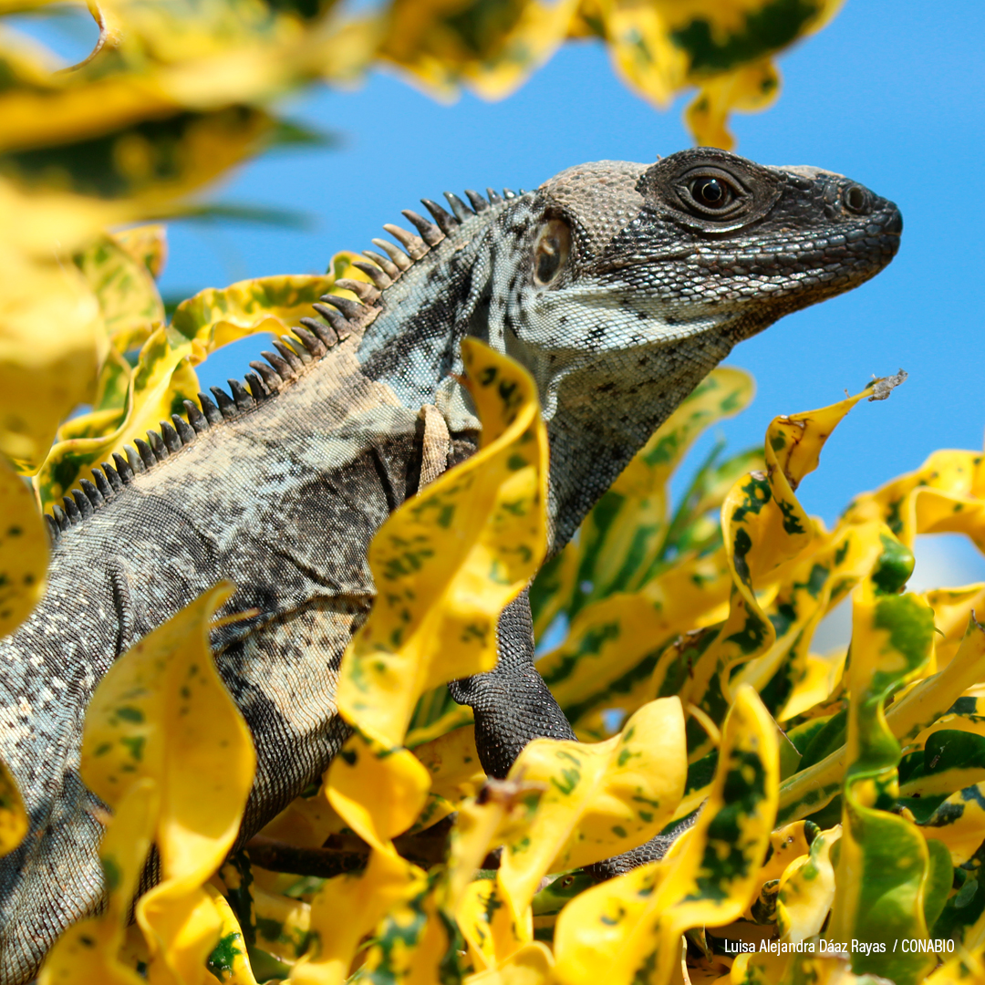 Iguana mexicana de cola espinosa