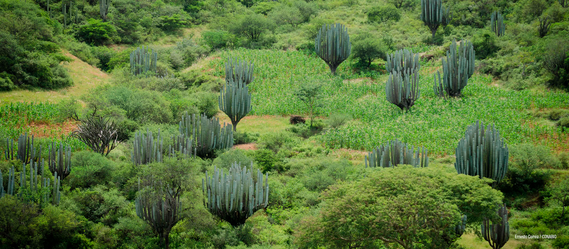 Tehuacán-Cuicatlán, Puebla-Oaxaca