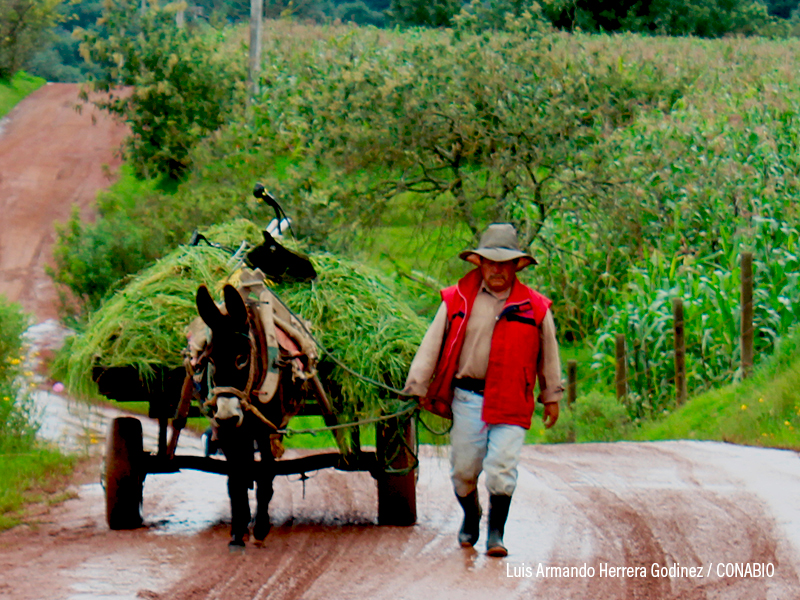 fotografía de campo