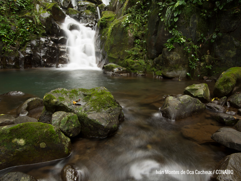 fotografía de selva húmeda