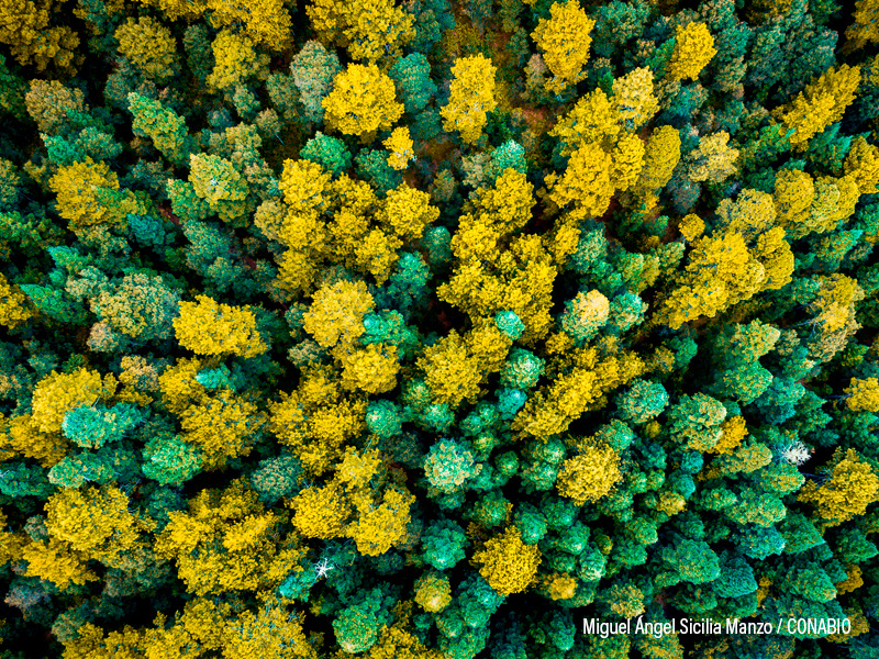 fotografía de selva seca